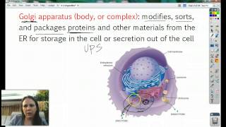 Biology 3-2 Cell Organelles