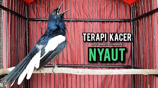 kacer gacor NGEPLONG tarung ini paling ampuh buat PANCINGAN KACER agar EMOSI NYAUT kacer gacor NGEPLONG tarung ini paling ampuh buat PANCINGAN KACER agar EMOSI NYAUT