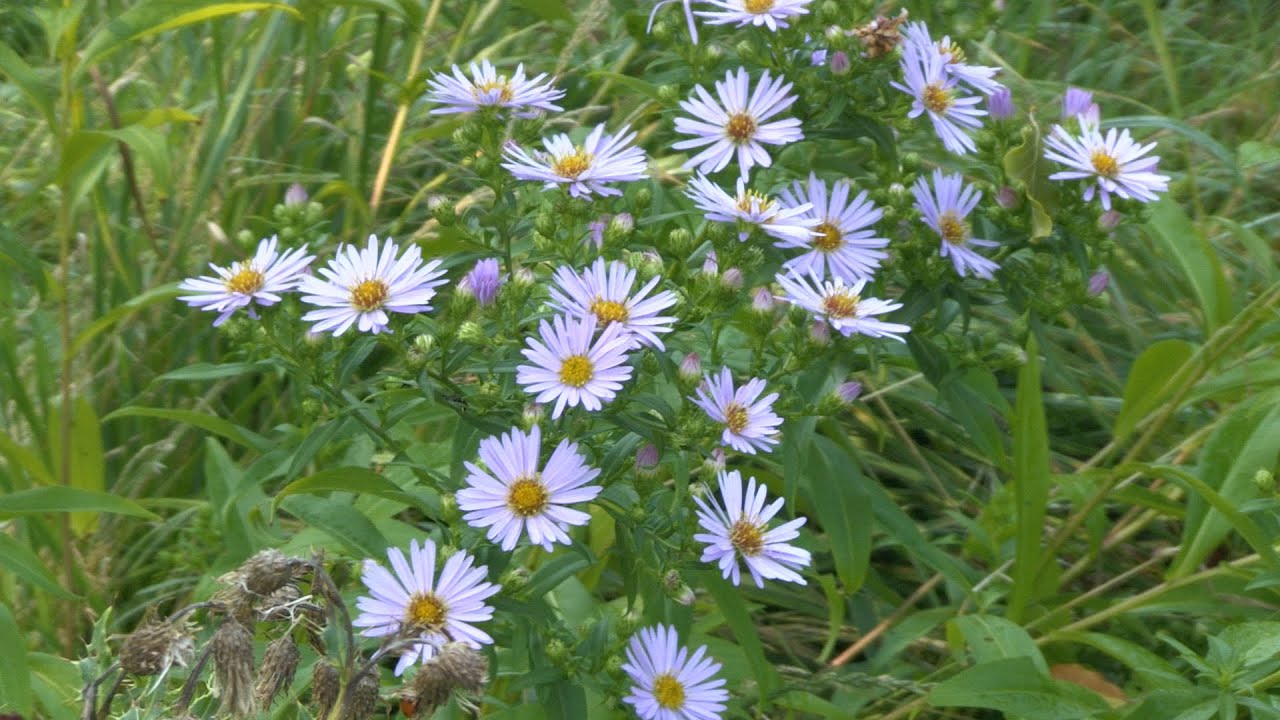 Canon XF100 Test Footage, Rode Stereo Mic Pro, CP BBC +10 Colour Gain, Auto