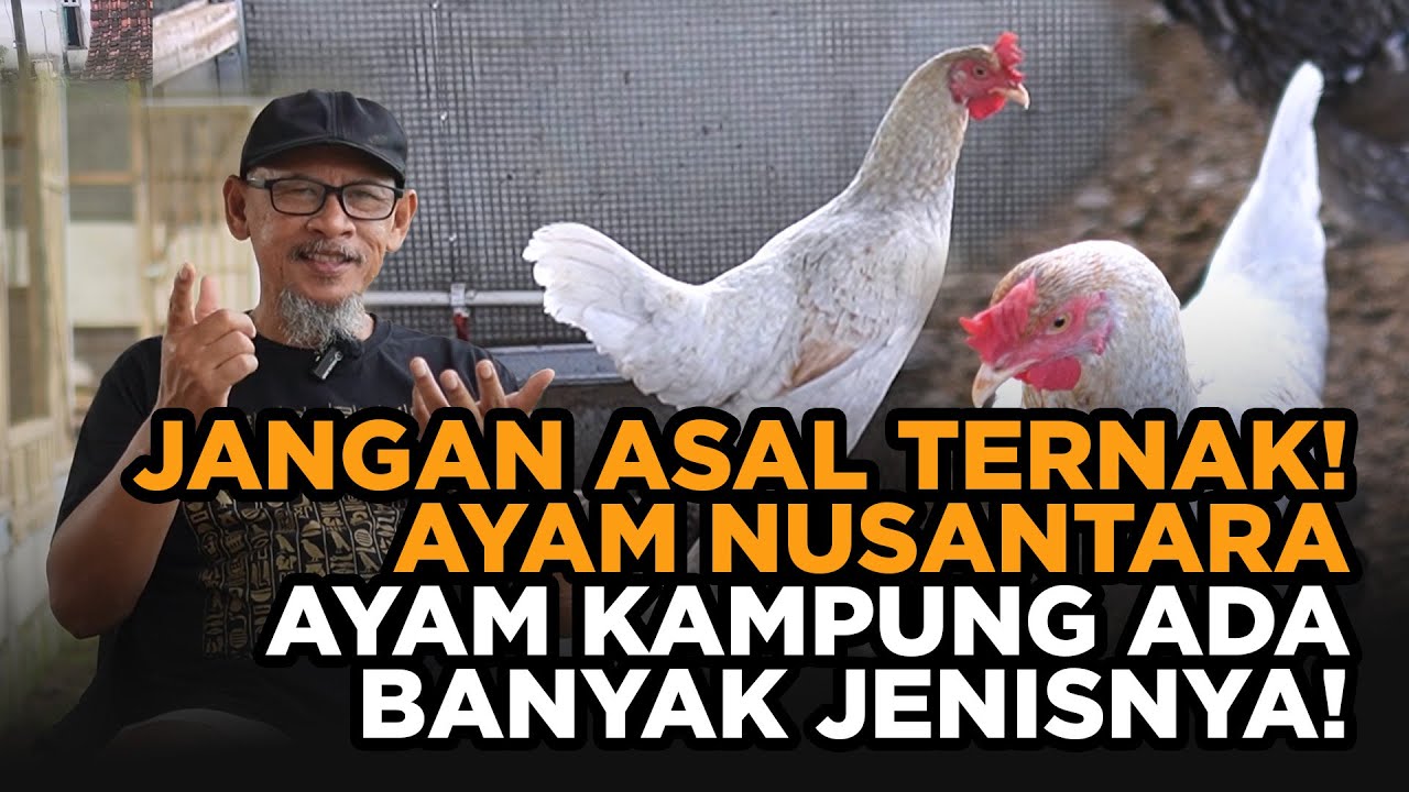 Mau Ternak Ayam Kampung? Kenali Dulu Jenisnya, baru putuskan....!