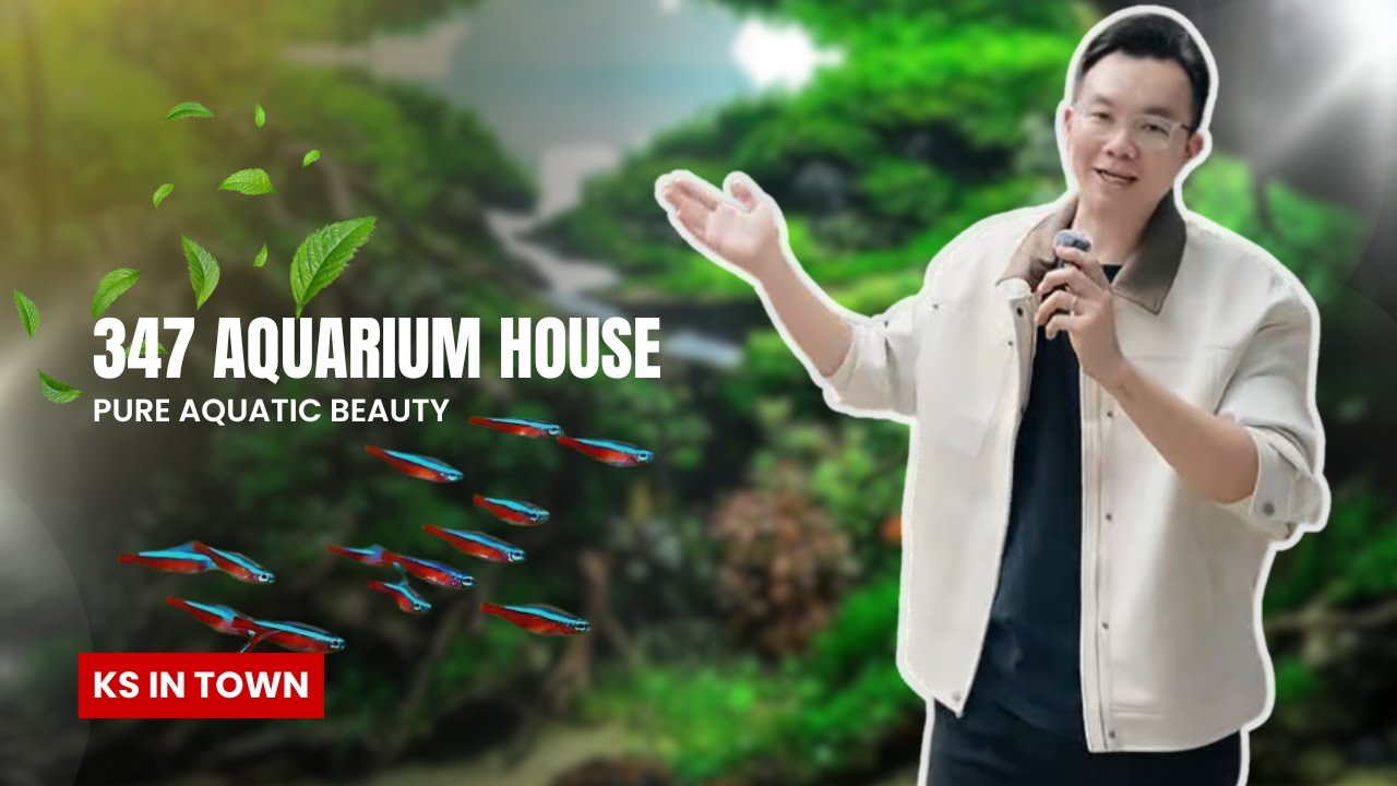 EP57: 347 Aquarium House [Planted Aquarium/ Aquascaping]