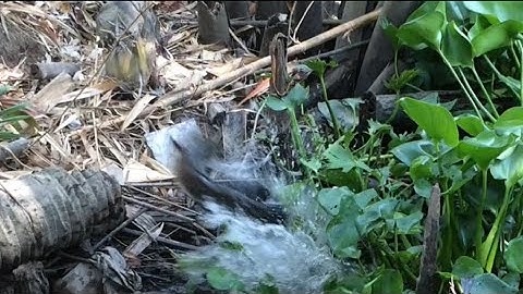 Câu cá lóc nhấp cá bằng vịt cận biên giới Cam lên con hàng quá khủng 1,2kg cận cảnh cú đớp