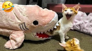 Adorable Cats and Dogs 😺🐶 New Funny Animals 🤣 Part 26