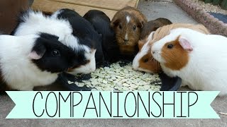 Why Do Guinea Pigs Need Company?