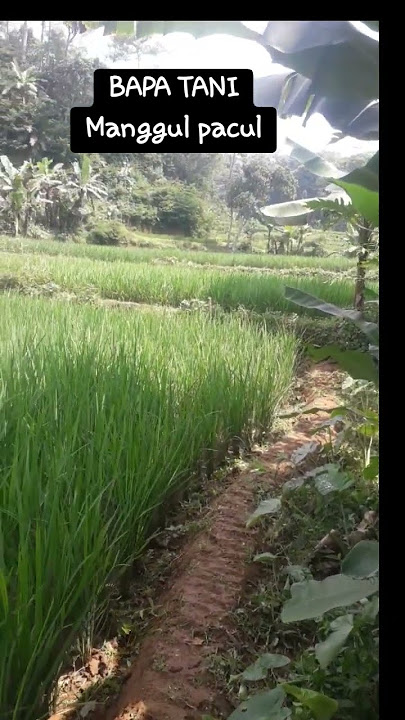 bapa tani manggul pacul