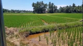 tasisiah - zalmon(alm)