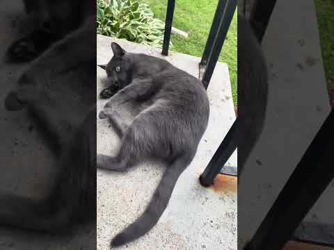 Jordan, what is you doing? #short #shorts #cats #pets #shortvideo #shortvideos
