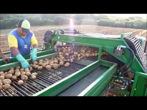 Vídeo: Nós Cultivamos Uma Segunda Safra De Batatas