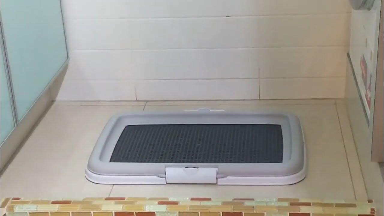 Beagle Potty Training going well YouTube