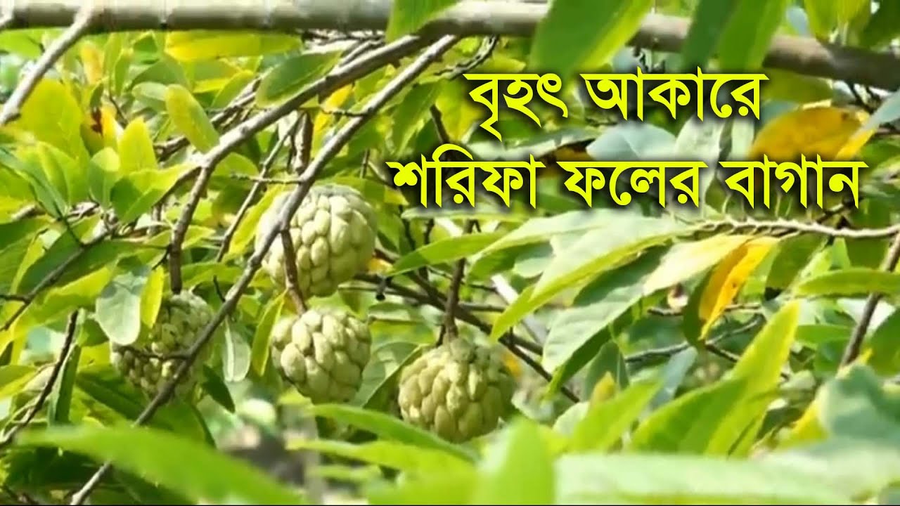 বড় আকারে শরিফা ফলের বাগান - Sharifa fruit garden on a large scale ...