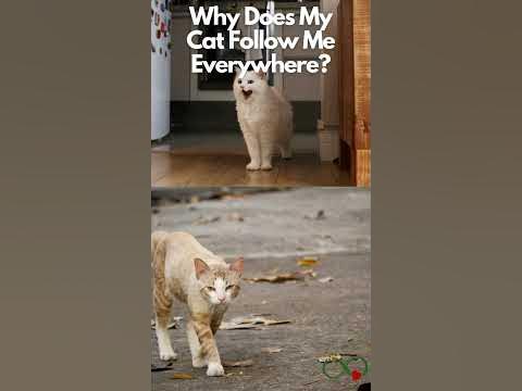 Why Does My Cat Follow Me Everywhere ? - YouTube