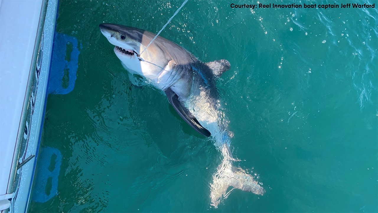 12-foot-long great white shark spotted off NJ shore