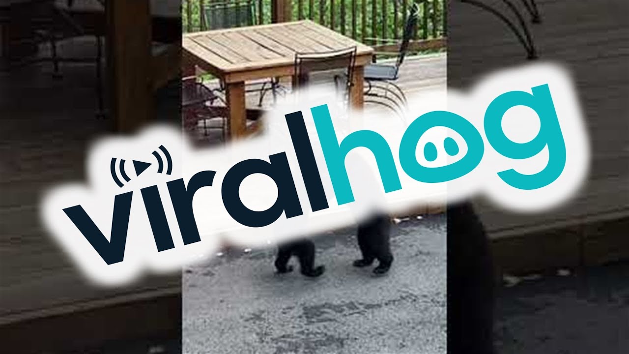 Black Bear Cubs Wrestle on Patio || ViralHog - YouTube