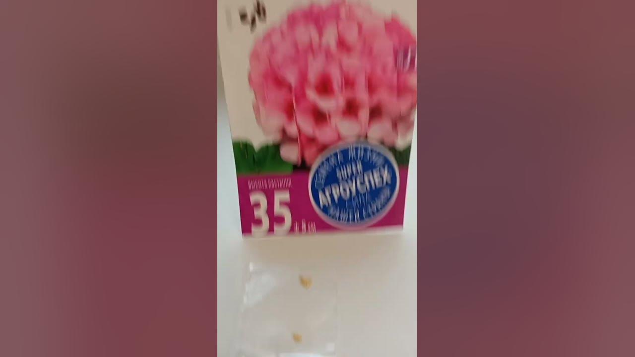 Семена пеларгонии - YouTube