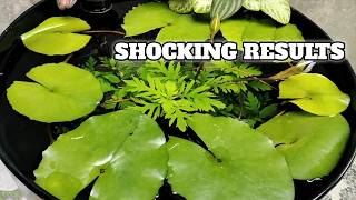 No Filter Mini Pond After 2 Weeks .. Here’s What Happened