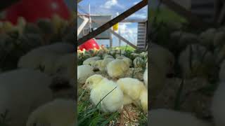 Spring Chicks Arrival￼