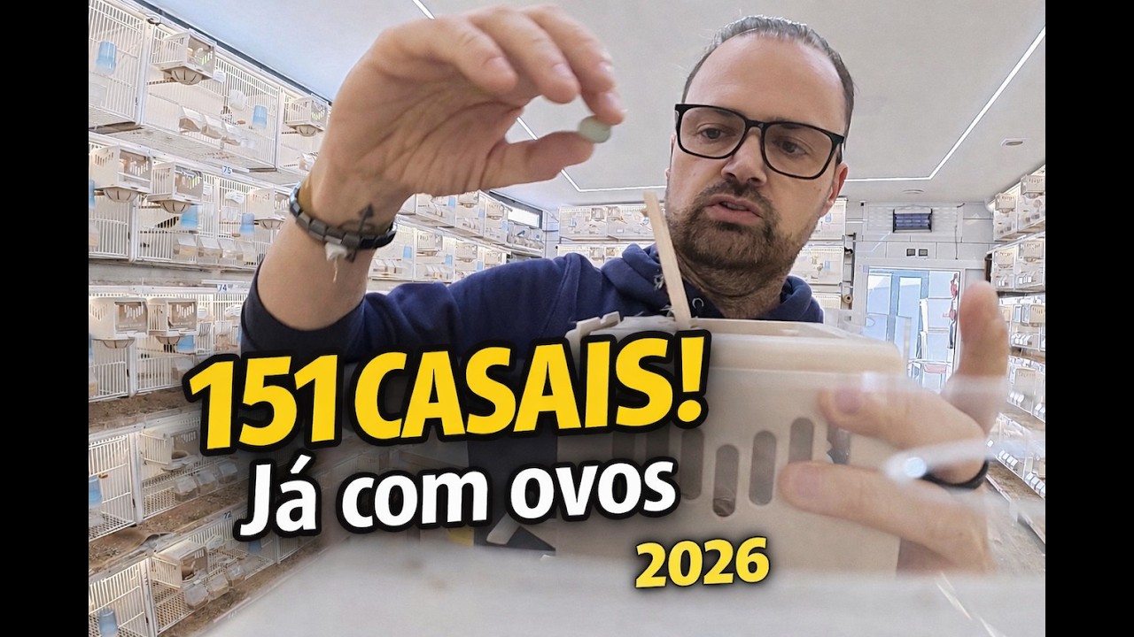 151 Casais Já com Ovos! | Época de Criação 2026 (Bastidores Reais)