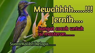 🛑MASTERAN....‼️ SUARA BURUNG KOLIBRI KELAPA....