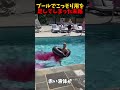 プールトラップ