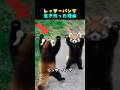レッサーパンダが今まで 生き残れた理由