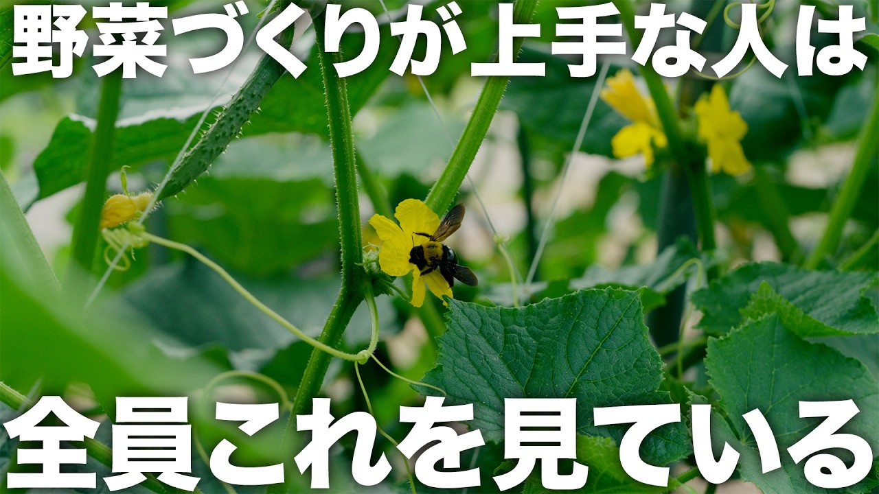 園芸が一気に上手くなる、たった1つの方法【農園芸ラジオ】