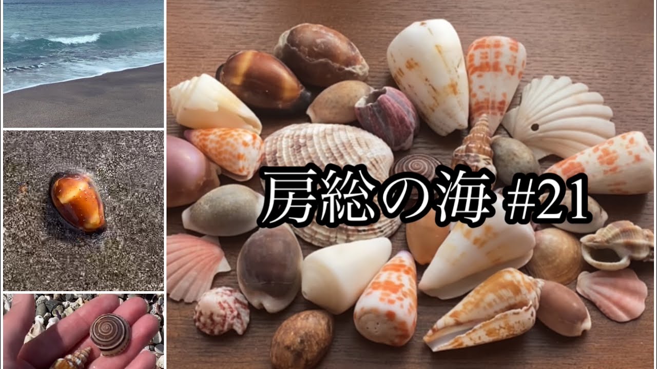 房総の海#21 春の貝殻拾い/潮溜まりでハルシャガイ/ベニガイ/イモガイ/ナツメガイ/タカラガイ/砂浜/幸せな時間