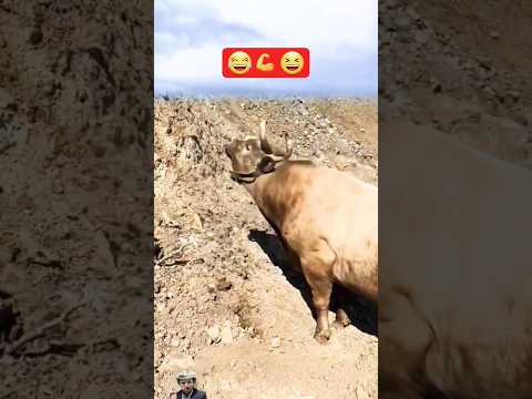 احلا خبره لفحص طبقات البسكرس 