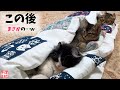 【絶景】布団敷いておいたら秒でこうなった猫たちのその後がまさかすぎたｗ