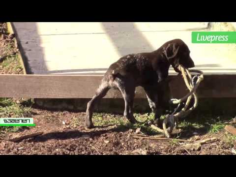 საცხენოსნო კლუბი ხარება mp4