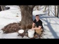 How to Make Maple Syrup