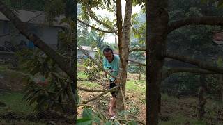 Pruning /pemangkasan dahan bawah pada durian agar cepat berbuah lebat #vidioshort #pruningdurian