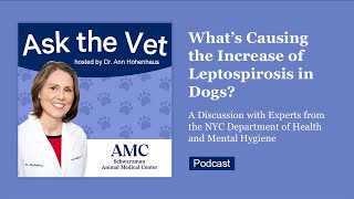 Ask the Vet: What's Causing the Increase of Leptospirosis in Dogs? by The Schwarzman Animal Medical Center 164 views 4 weeks ago 54 minutes