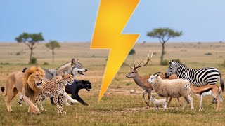 Wildlife Showdown: Predators vs Prey | Ultimate Survival Battle in Nature_🌳🌲🌲🌳 #WildlifeDocumentary