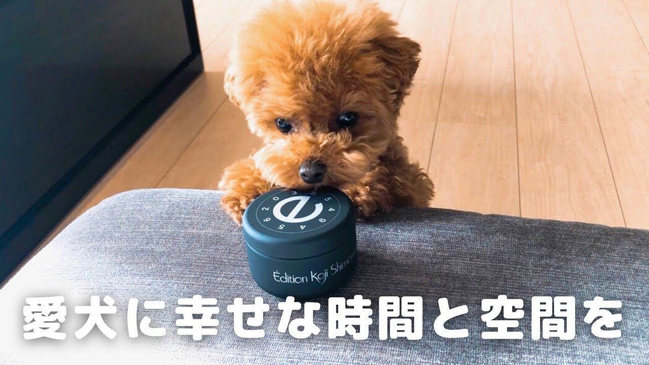 【 今年最後の家族旅行 】箱根でのんびり過ごすトイプードル