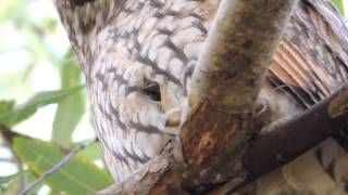Dangerous eyes of an owl