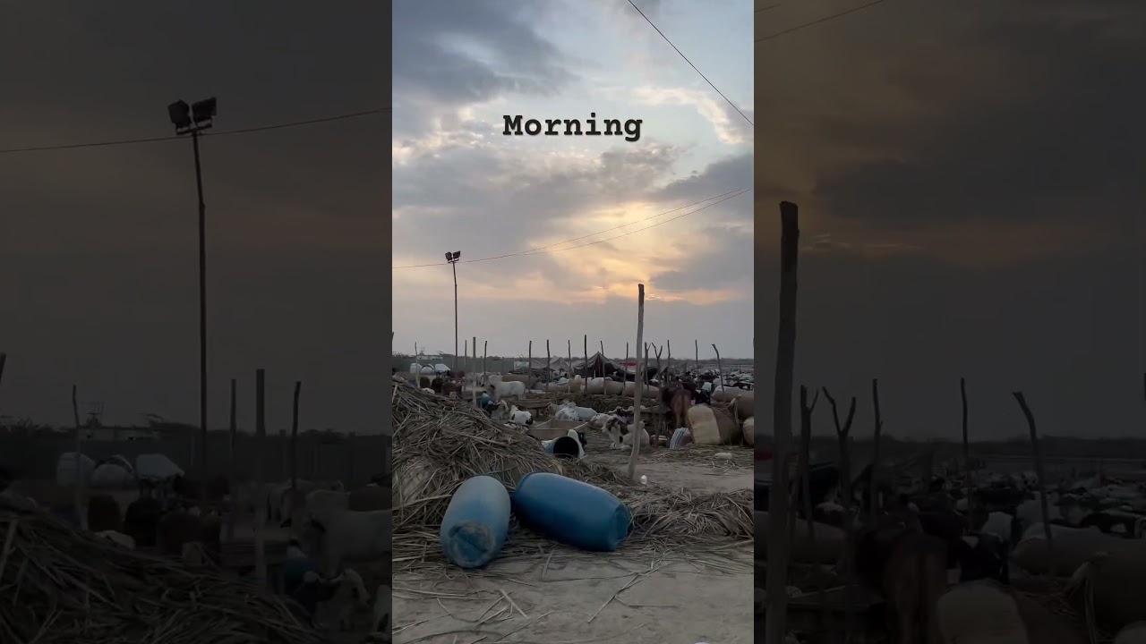 Morning Cow Mandi ☺️ 