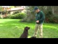 Dog training tricks-Teach a dog to wave www.sidneyaarons.com.au Dog training tricks-Teach a dog to wave www.sidneyaarons.com.au