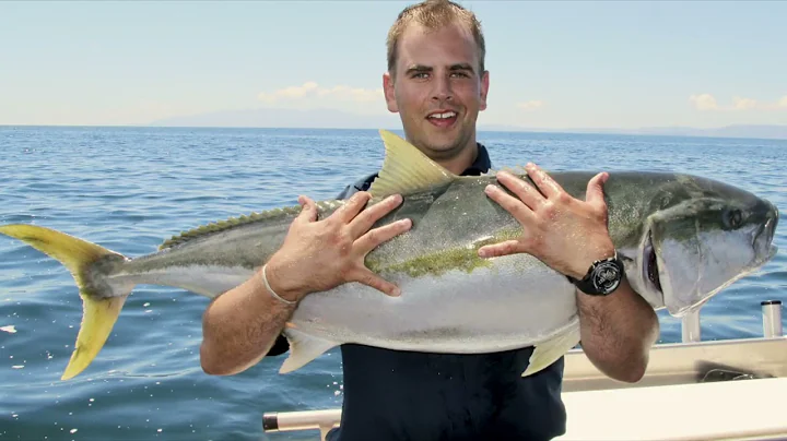 Fishing NZ How to live bait kingfish