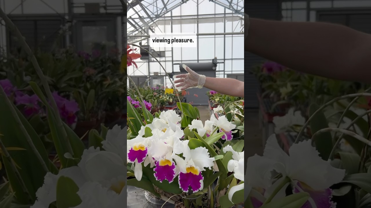 Садовод демонстрирует несколько орхидей каттлеи из нашей коллекции. 💚 