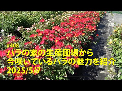 408 Introducing the charm of roses currently blooming in the Rose