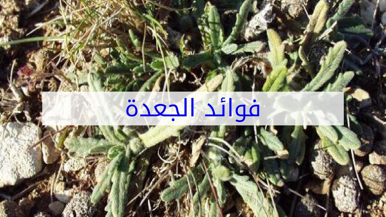 فوائد الجعدة - YouTube