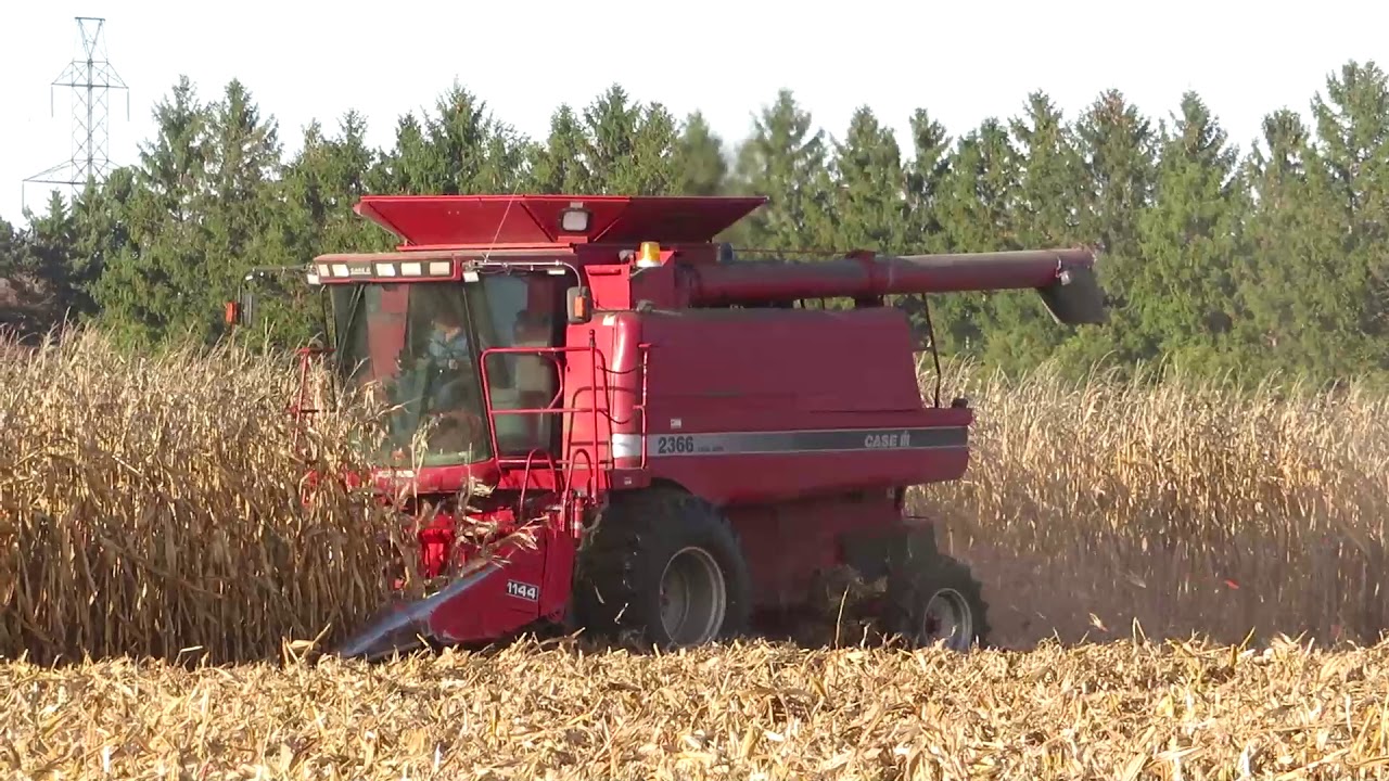 Harvest 2020 Case IH 2366 Axial Flow Combine Harvesting Corn Corn 
