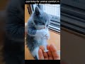 Top 😎 Funny animals videos - Try Not To Laugh 😂😆🤣 - 119 #Shorts