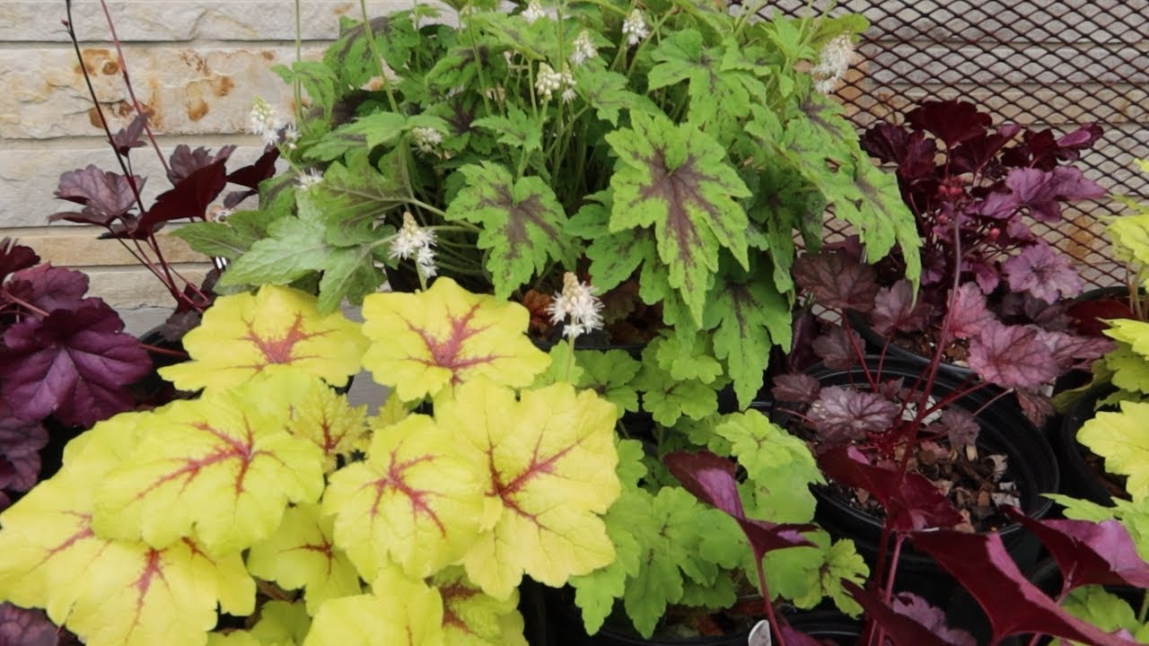 dividing coral bells