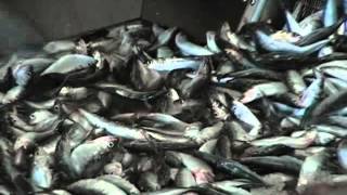 Pelagic fish processing Portugal