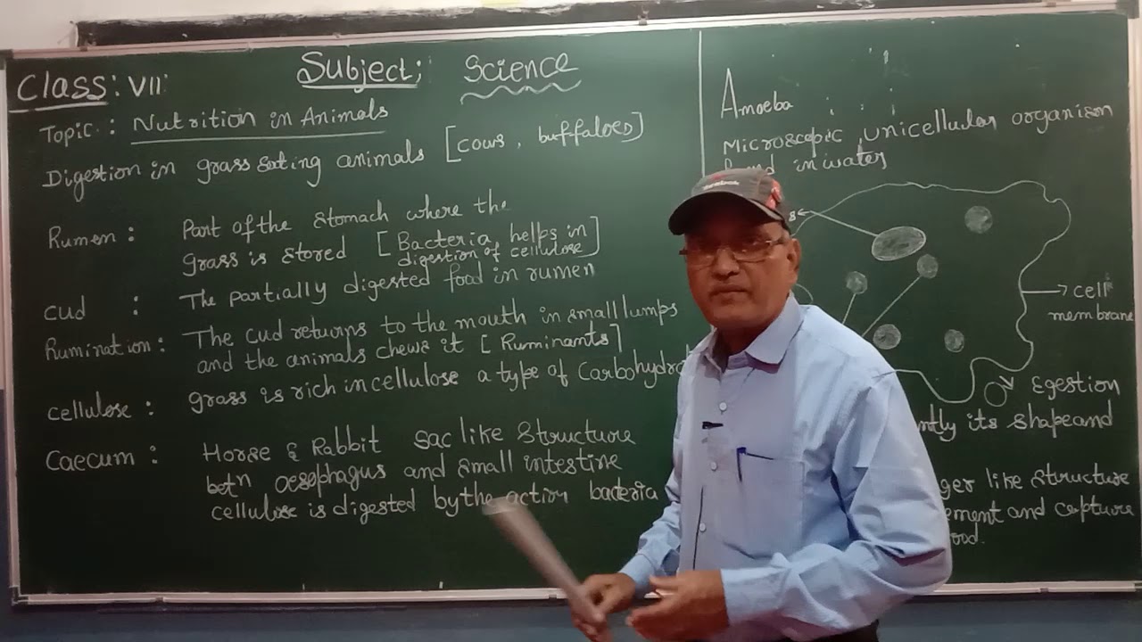 Nutrition in animals (part 4) - YouTube