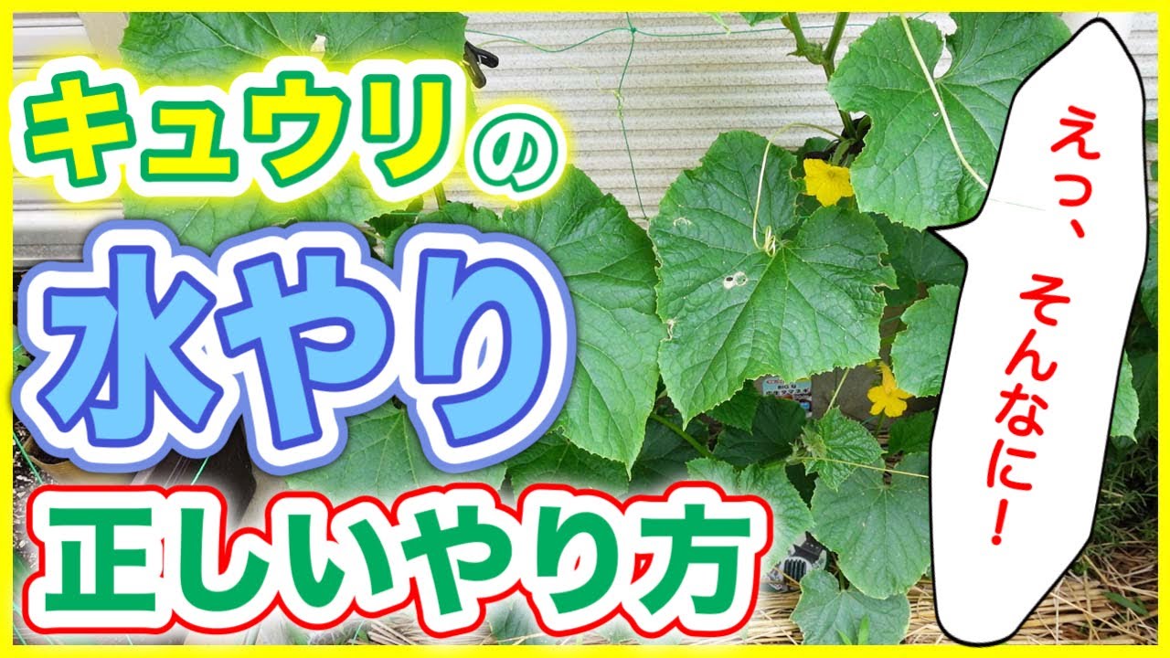 きゅうり 水 やり