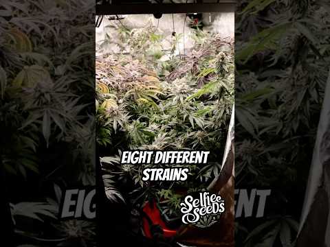 How Weed Grow Freestyle