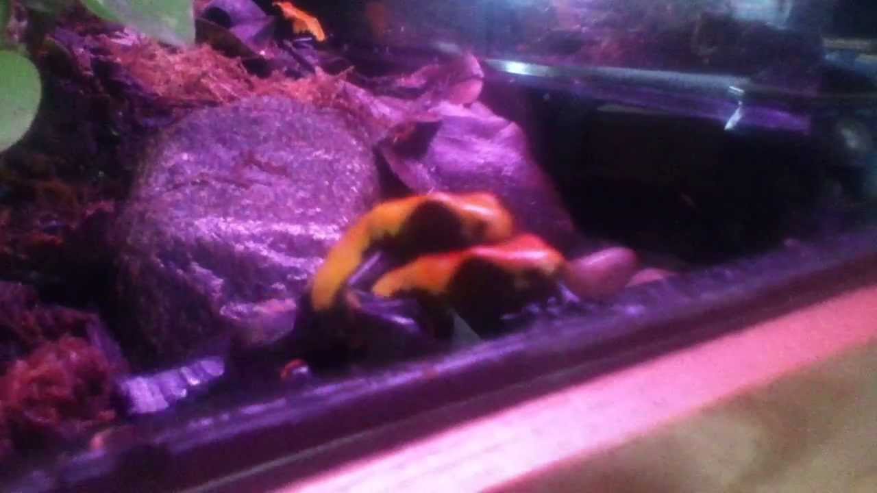 Aggressive Galactonotus female poison dart frog