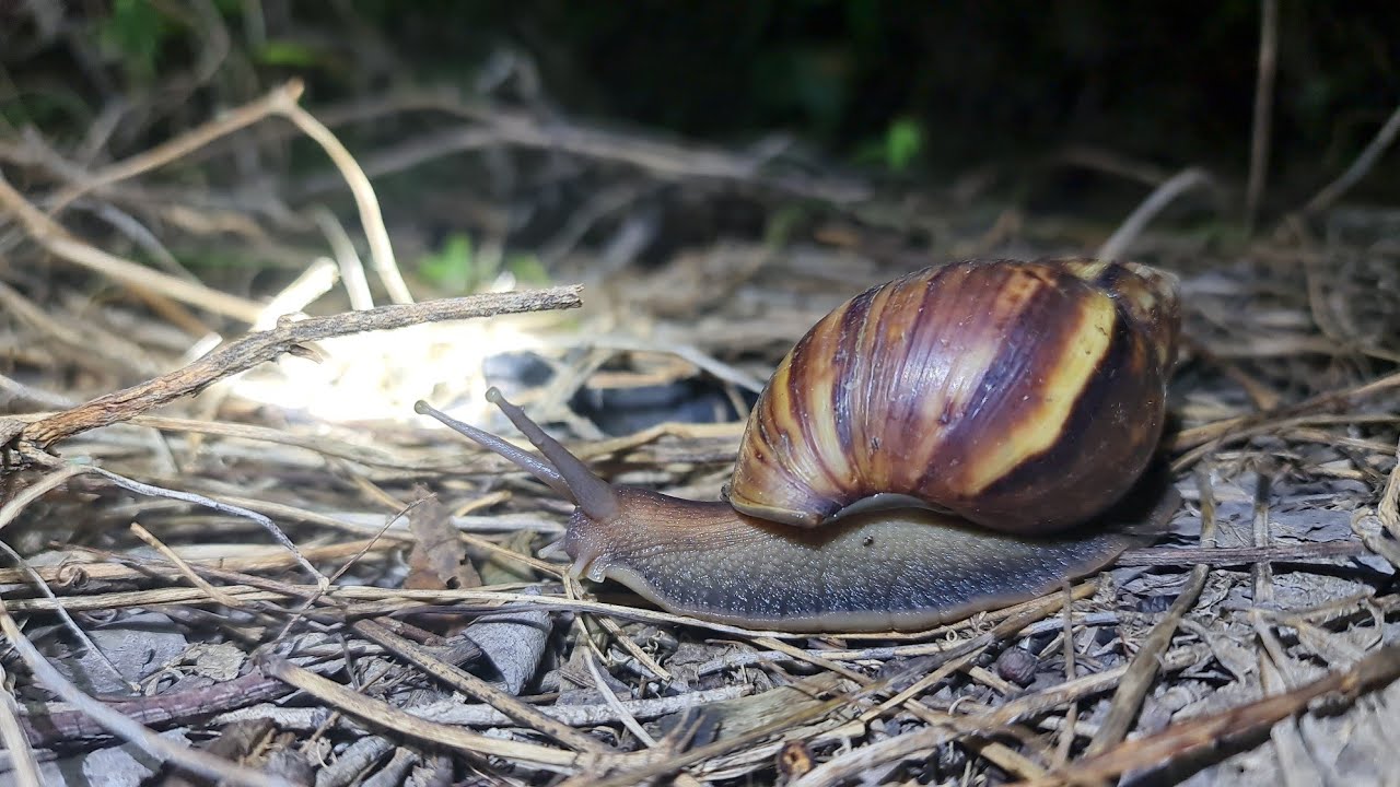 closeup of the nocturnal snail, this snail destroys the vegetable